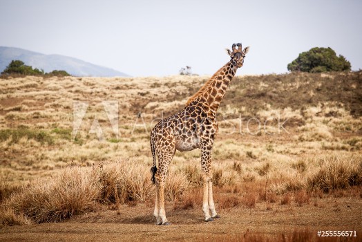 Image de Giraffe Camelopardalis walking in Ngorongoro national park Tanzania